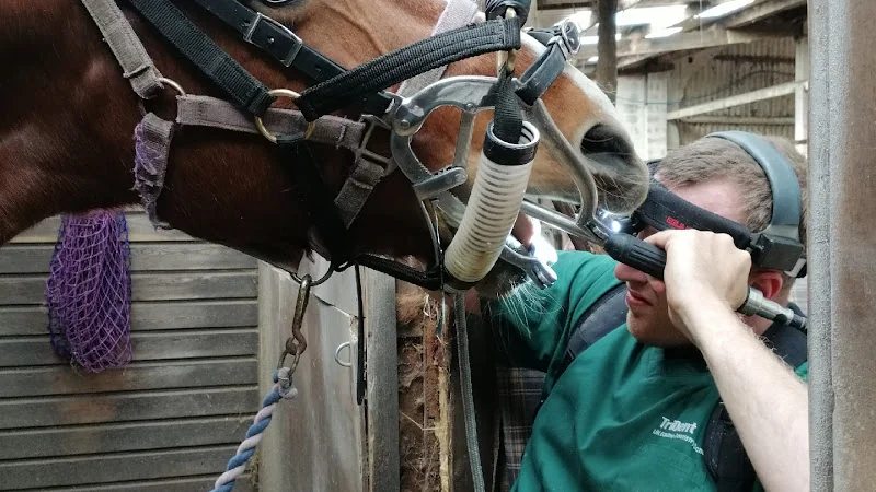 James Rogers Equine dental technician - Dentist in Ottery Saint Mary