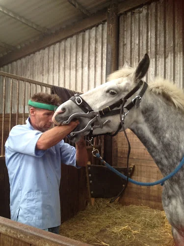 Bill lomas equine Dentist - Dentist in UK