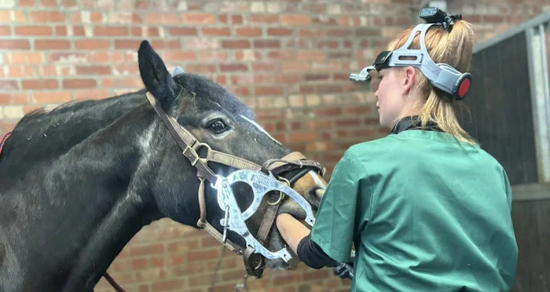 EP Equine Dentistry - Dentist in Sleaford