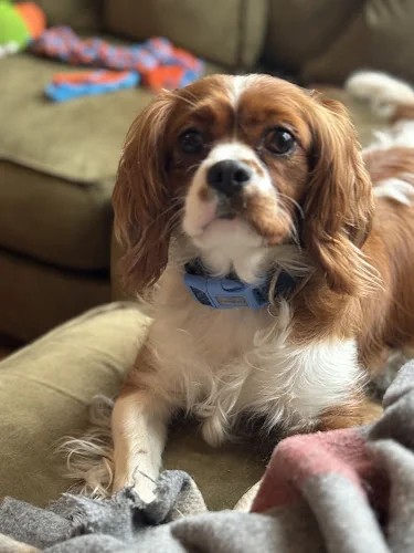 Ness Bank Dental Practice - Dental clinic in Inverness