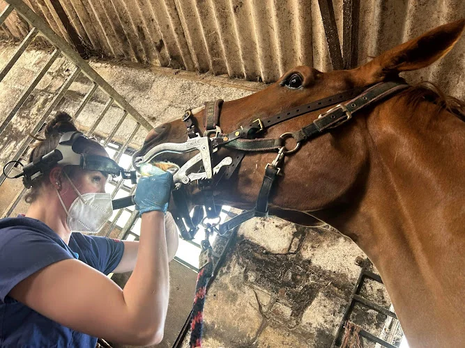 Thea Talling Equine Dental Services - Dentist in UK
