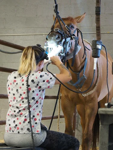 Danielle Bradley CEqD - Equine Dentist - Dentist in Axbridge
