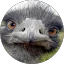 ostrichface