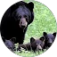 Bear Conservation